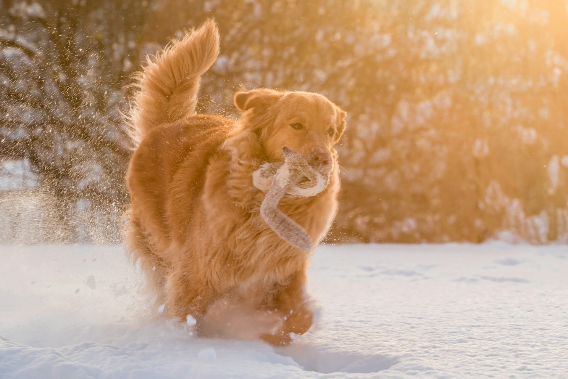 dog playing